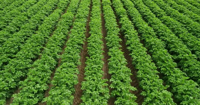 rows of plantation
