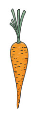 Organic carrot doodle cute icon. Orange carrot with green stems, textured. Natural food concept, cooking ingredients. Concept of healthy food, vegan products