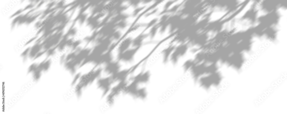 Wall mural trees branches shade move blur on transparent backgrounds 3d render png