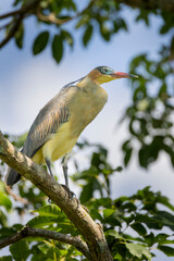 Brazilian Savannah Bird / The birds of Brazil are very beautiful and have many colors.