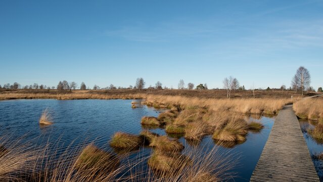 Eifel, Hohes Venn, Brackvenn