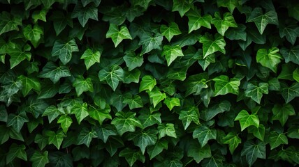 Fototapeta premium Lush Green Ivy Adorning the Walls of a Striking Public Building in an Urban Oasis