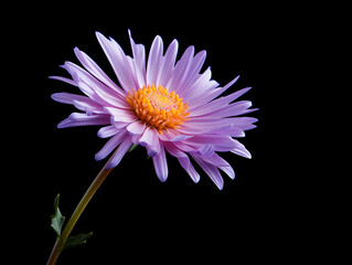 Aster flower in studio background, single aster flower, Beautiful flower, ai generated image