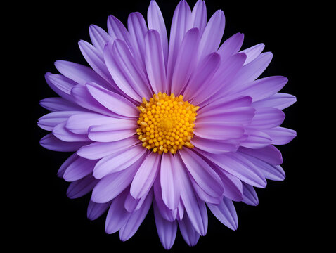 Aster flower in studio background, single aster flower, Beautiful flower, ai generated image
