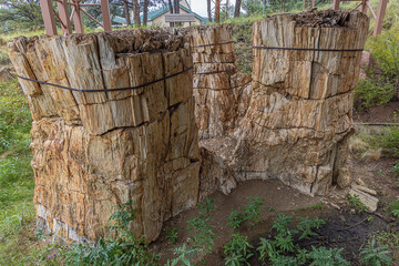 Three petrified trees on display in the stump shelter of the Florissant Fossil Beds National...