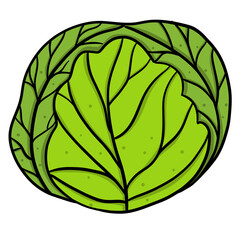 cabbage isolated on white background