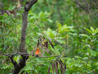 Foudi rouge juvénile de dos, regardant la jungle verdoyante