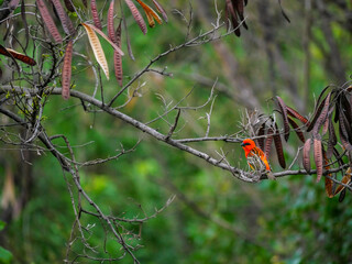 Jeune Foudi rouge - Foudia madagascariensis