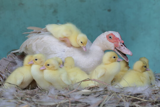 A muscovy duck mother is looking after her newly hatched chicks in the nest. This duck has the scientific name Cairina moschata.