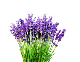 Naklejka premium Lavendel isoliert auf weißem Hintergrund, Freisteller 