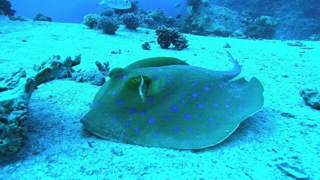 Sting ray face to camera on the sand - Close up