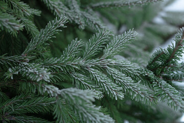 green spruce branches in the snow, frost on the needles