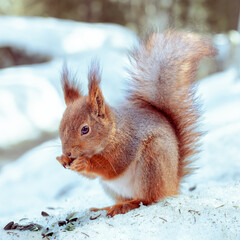 Winter Portrait of a fluffy  red squirrel,  Feeding animals in winter.