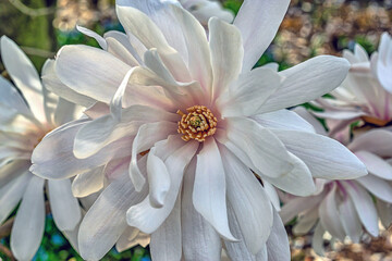 Magnolia tree in bloom in early spring,closeup of white flower