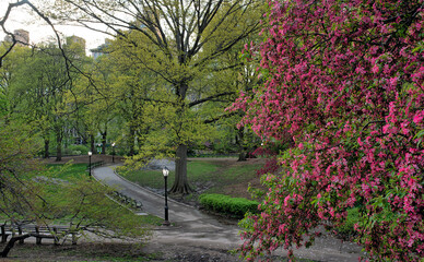 Central Park in spring in early morning