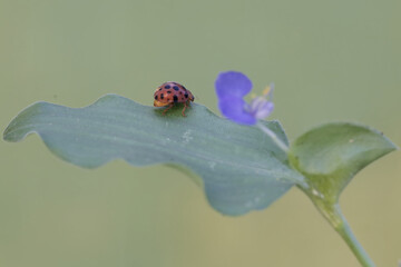 A ladybug is feeding on a wild grass flower. This small insect has the scientific name Epilachna...