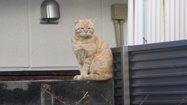 塀の上に座る茶トラの野良猫