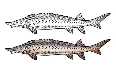 Whole fresh fish sturgeon. Vector color engraving vintage