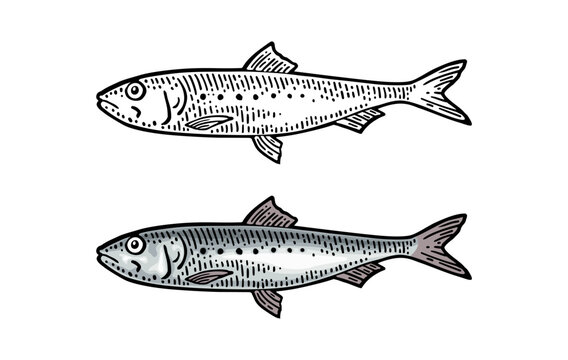 Whole fresh fish sardine. Vector color engraving vintage