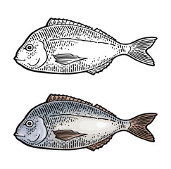 Whole fresh fish dorado. Vector engraving vintage