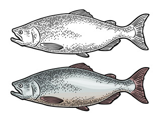 Whole fresh fish salmon. Hand drawn design. Vector color engraving vintage