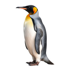 Penguin isolated on transparent background