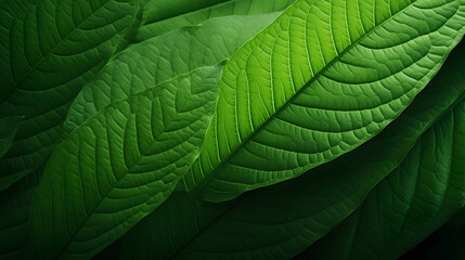 Nature concept. Banner Green leaf close up - obrazy, fototapety, plakaty