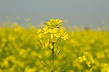 Mustard flower blossoms in the field, close-up of photo