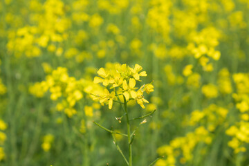 Mustard flower blossoms in a field in spring, closeup of photo