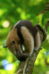 Northern tamandua (Tamandua mexicana) is a species of tamandua, an anteater in the family Myrmecophagidae.