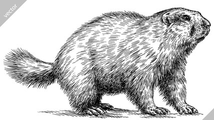 Fototapeta na wymiar Vintage engraving isolated marmot set illustration groundhog ink sketch. Woodchuck background silhouette art. Black and white hand drawn vector image