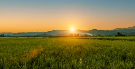 Fotobehang Green rice field with sunset skyac background. Countryside landscape. © banphote