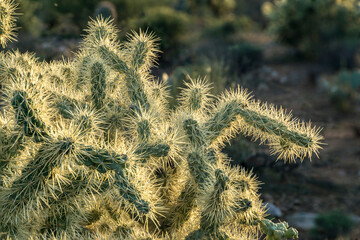 Beautiful Cholla cactus with backlight from the sun, Tonto National Forest, Arizona, USA