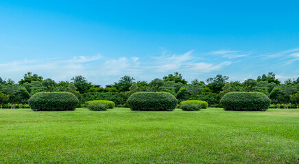 Landscape of grass field and green environment public park with blue sky background