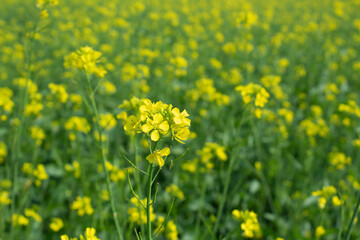 Rape blossoms in the field, close-up. Selective focus.