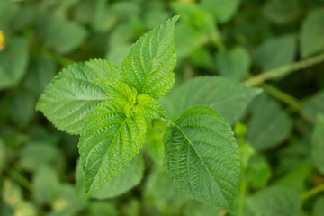 green leaves of plant in the garden, nature background and wallpaper.