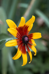 Rudbeckia hirta var. pulcherrima (Blackeyed susan) - summer bright yellow flowers bloom in the...