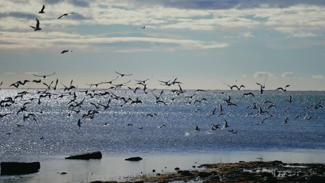 Flock of birds soaring across a sunlit sea