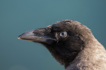 Crow head