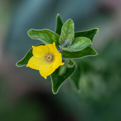 Macro photo nature yellow Lysimachia vulgaris flower. Texture background plant golden yellow loosestrife flower.