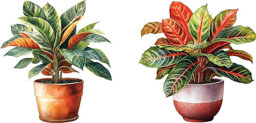 croton plant in a pot watercolor vector illustration © Finkha