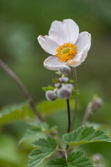Selective focus of pink flowers blooming in the garden, Anemone hupehensis (commonly known as the Chinese or Japanese anemone) have yellow stamens and white petals, Nature floral background.
