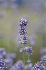 Lavandula angustifolia, Hidcote. Field of Lavender. Close up of purple lavender flowers background. Blooming Lavandula officinalis. Purple blue summer flower. Lavender bushes closeup