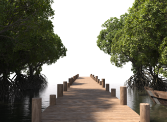 wooden path through mangrove forest