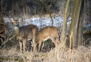 December Deer in Fowlerville, Michigan