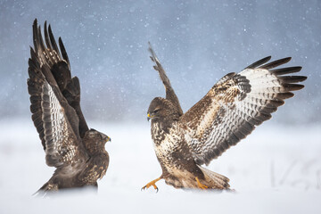 landing Common buzzard Buteo buteo in the fields in winter snow, buzzards in natural habitat, hawk bird on the ground, predatory bird close up winter bird