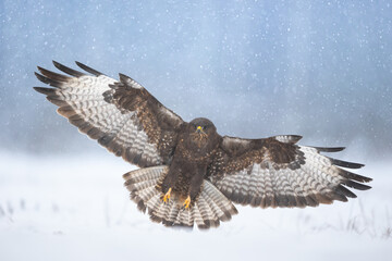 landing Common buzzard Buteo buteo in the fields in winter snow, buzzards in natural habitat, hawk...