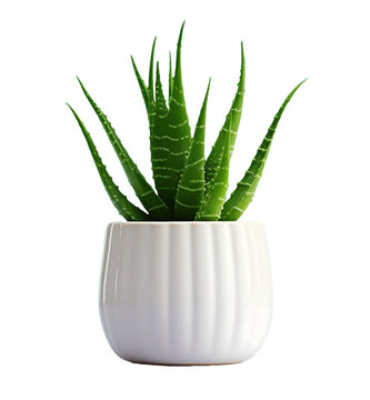Zebra aloe vera ornamental plant in a pot, white vase, isolated on transparent background.
The concept of aloe vera as an economic plant.