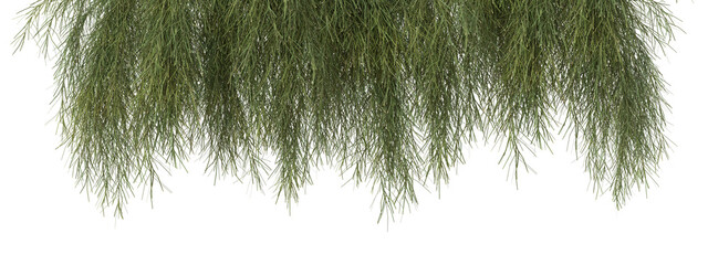 Casuarina glauca plant or  Swamp Oak with isolated on transparent background. png file, 3d rendering illustration, clip art and cut out