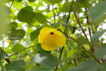 Yellow flower of hibiscus macrophyllus Roxb. ex Hornem.